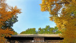 京西古刹大觉寺秋季的千年银杏