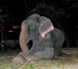 印度一大象被铁链禁锢50年 获救之日流泪