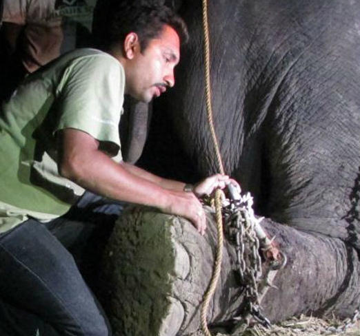 动物保护者正在解救大象