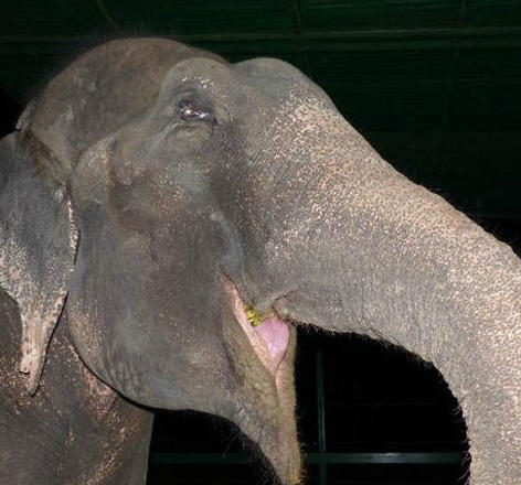 获救时，大象拉朱脸上露出喜悦的表情