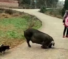 黑猪看见同伴被杀，自己则下跪求绕 2024年1月份真实农村实拍视频