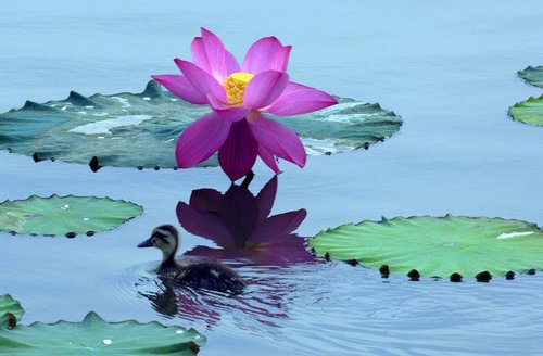 造了五逆重罪和诽谤正法,还能往生吗