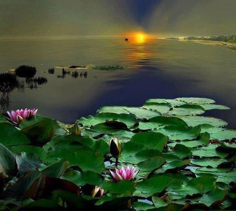 蚊子咬就心烦,大痛时还怎么念佛呢