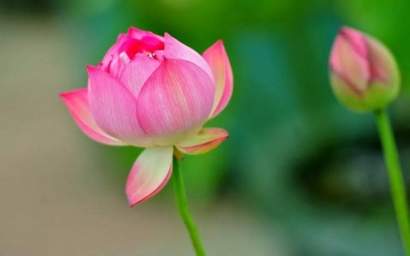 大乘佛法的之宗要