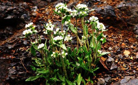 为了生存,大学生走上拾捡废品的道路 为了生存,大学生走上拾捡废品的道路