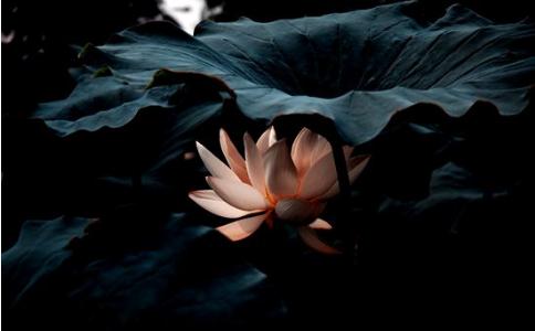 心生则种种法生,心灭则种种法灭 心生则种种法生,心灭则种种法灭