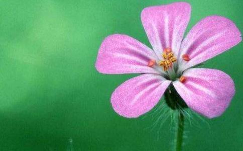 佛说人因有爱欲而不能见道 佛说人因有爱欲而不能见道