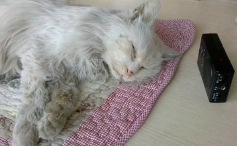 猫咪死后听闻往生咒和开示,神奇的事情出现了 猫咪死后听闻往生咒和开示,神奇的事情出现了