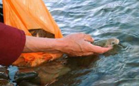 放生奇迹:两遍半的往生咒与一条死鱼 放生奇迹:两遍半的往生咒与一条死鱼