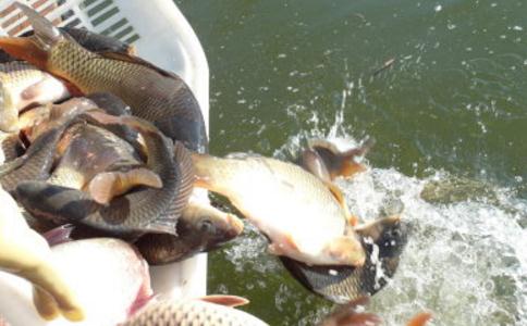 放生应该多买还是随缘?数量多少才对? 放生应该多买还是随缘?数量多少才对?