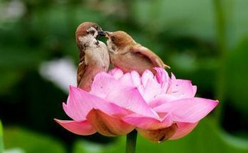 一般人要如何智慧的放生?如何智慧的护生? 一般人要如何智慧的放生?如何智慧的护生?