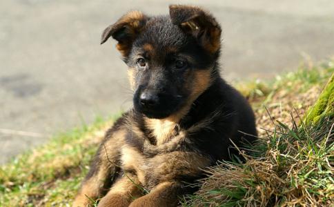 佛教徒能养宠物吗?佛弟子能养动物吗? 佛教徒能养宠物吗?佛弟子能养动物吗?