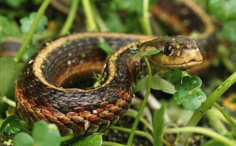 打死蛇救人是否有罪? 打死蛇救人是否有罪?