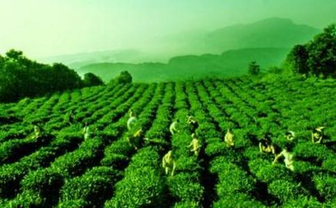 蒙顶茶的传说 蒙顶茶的传说