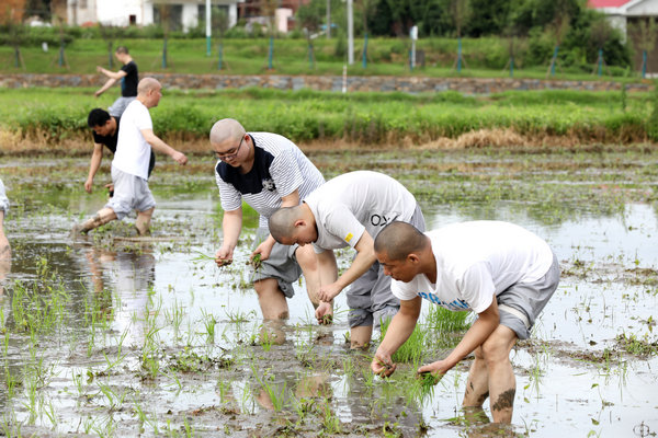 2020年度圣辉大和尚带领湖南佛学院学生到长沙金井九溪古寺插秧体验农禅并重 (9).JPG