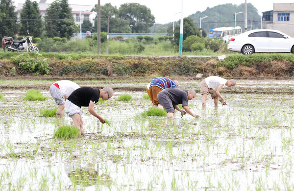 2020年度圣辉大和尚带领湖南佛学院学生到长沙金井九溪古寺插秧体验农禅并重 (14).JPG