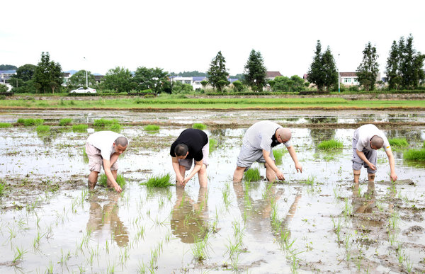 2020年度圣辉大和尚带领湖南佛学院学生到长沙金井九溪古寺插秧体验农禅并重 (22).JPG