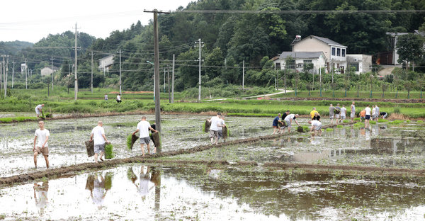 2020年度圣辉大和尚带领湖南佛学院学生到长沙金井九溪古寺插秧体验农禅并重 (4).JPG