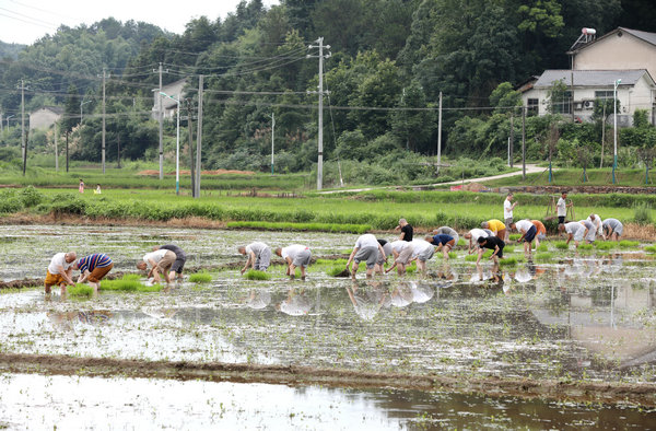2020年度圣辉大和尚带领湖南佛学院学生到长沙金井九溪古寺插秧体验农禅并重 (7).JPG