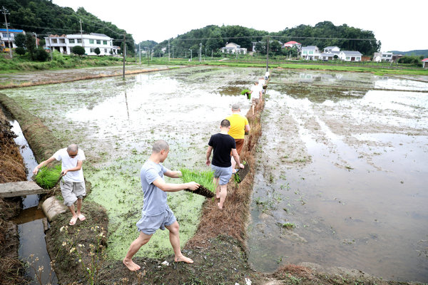 2020年度圣辉大和尚带领湖南佛学院学生到长沙金井九溪古寺插秧体验农禅并重 (3).JPG