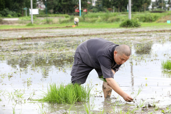 2020年度圣辉大和尚带领湖南佛学院学生到长沙金井九溪古寺插秧体验农禅并重 (6).JPG