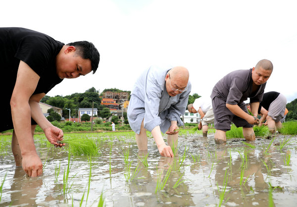 2020年度圣辉大和尚带领湖南佛学院学生到长沙金井九溪古寺插秧体验农禅并重 (17).JPG