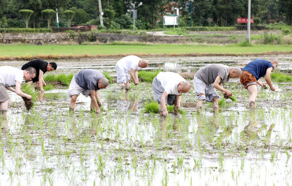 2020年度圣辉大和尚带领湖南佛学院学生到长沙金井九溪古寺插秧体验农禅并重 (13).JPG