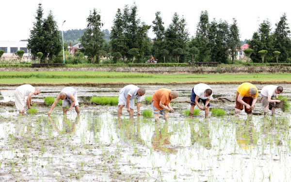 2020年度圣辉大和尚带领湖南佛学院学生到长沙金井九溪古寺插秧体验农禅并重 (15).JPG