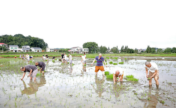 2020年度圣辉大和尚带领湖南佛学院学生到长沙金井九溪古寺插秧体验农禅并重 (24).JPG