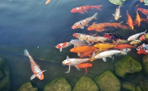 灯云法师:默念观音菩萨名号,能超度鱼儿吗? 灯云法师:默念观音菩萨名号,能超度鱼儿吗?