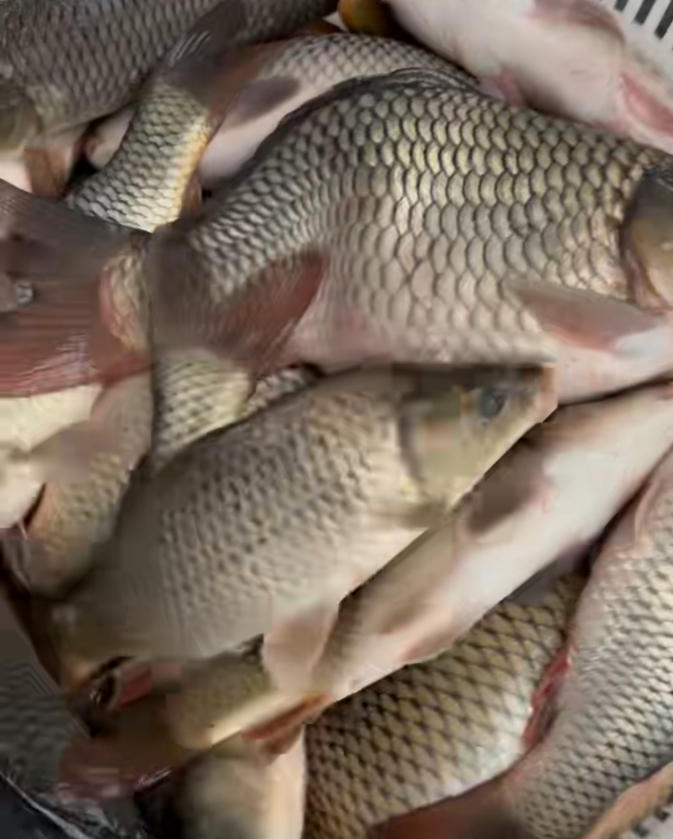 重庆放生纪实 2026年1月31日放生